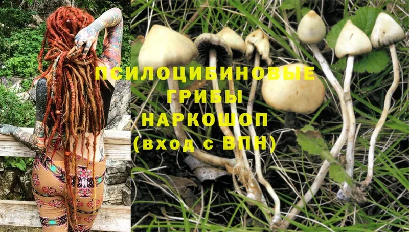 Псилоцибиновые грибы Psilocybe  Баксан 